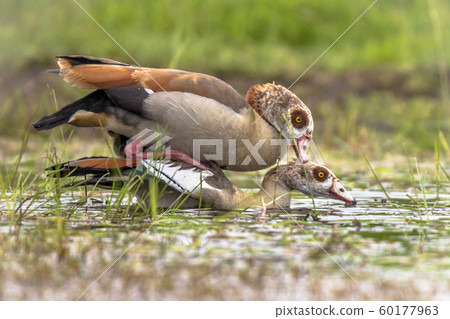 Egyptian goose bird couple mating 60177963