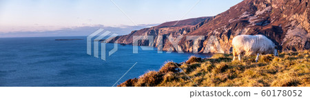 Sheep enjoying the sunset at the Slieve League cliffs in County Donegal, Ireland Sheep enjoying the sunset at the Slieve League cliffs in County Donegal, Ireland 60178052