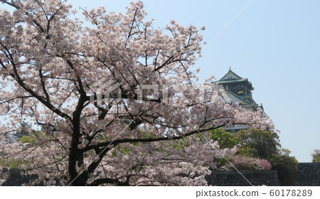 大阪城和櫻花 60178289