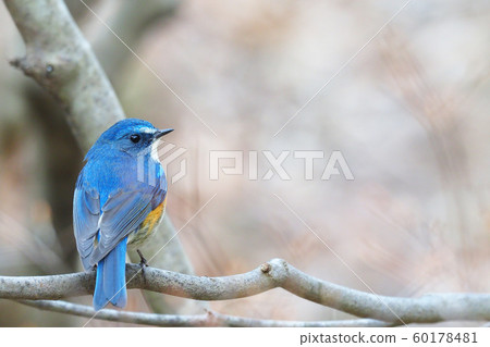 Ruribitaki(男) Ruribitaki(男) 60178481