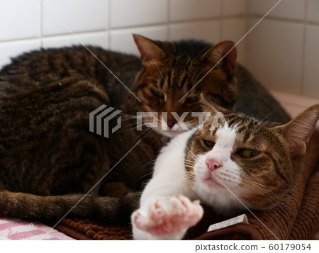 醒貓 醒貓 60179054