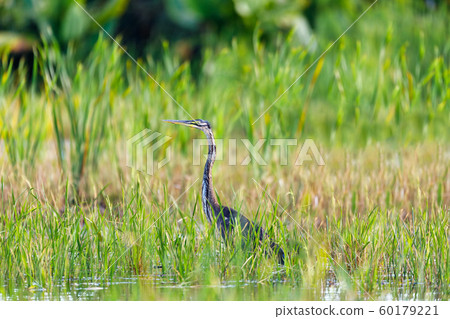 heron Ardea humbloti, Madagascar wildlife 60179221