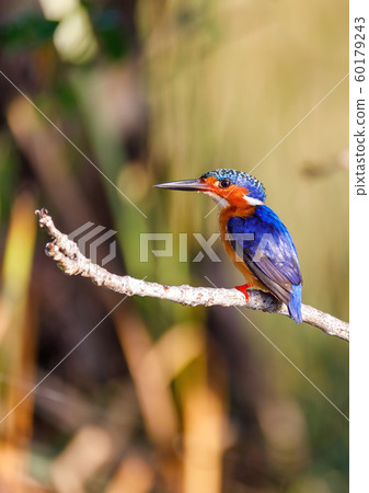 beautiful bird kingfisher, madagascar beautiful bird kingfisher, madagascar 60179243