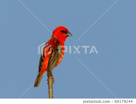 Madagascar bird red fody, wildlife Madagascar bird red fody, wildlife 60179244