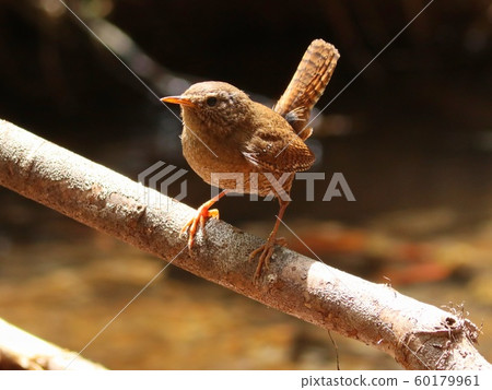 Mossosai mountain stream wild bird 60179961