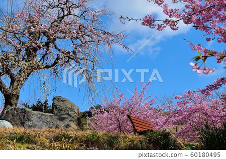 Ume and Kawazu Sakura (Omaezaki Arashi Hometown Park) 190302pm1: 01 60180495