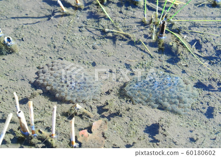 日本紅青蛙蛋 60180602