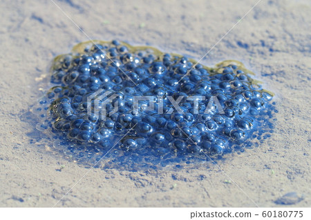 Japanese red frog eggs Japanese red frog eggs 60180775