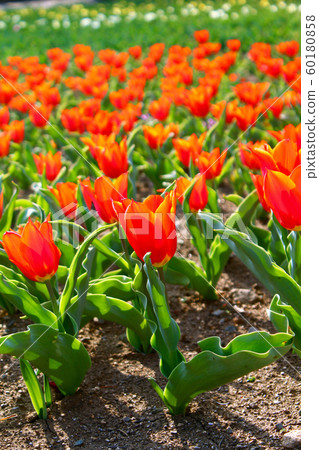 <Spring image> Bright orange tulip field <Spring image> Bright orange tulip field 60180858