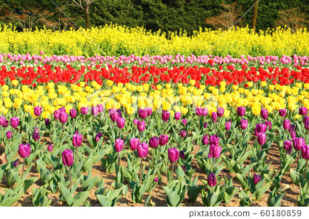 <Spring image> Colorful tulip fields and rape blossoms <Spring image> Colorful tulip fields and rape blossoms 60180859