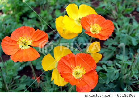 <Spring image> Orange and yellow poppies <Spring image> Orange and yellow poppies 60180865