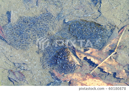 Japanese red frog eggs Japanese red frog eggs 60180878