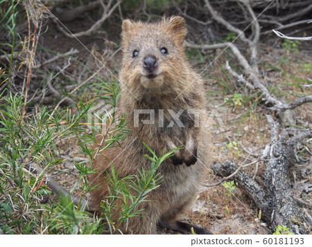 Rottnest Island's Quocca 60181193
