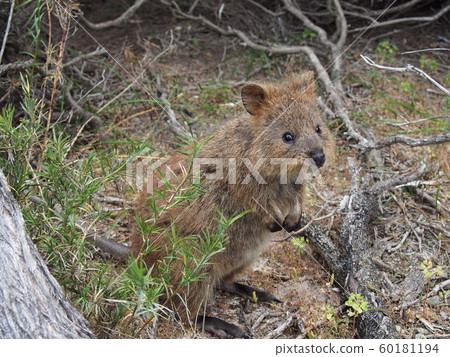 Rottnest Island's Quocca 60181194