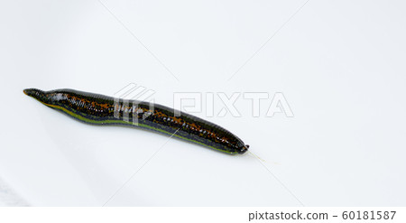 medical leech isolated on white background close up medical leech isolated on white background close up 60181587