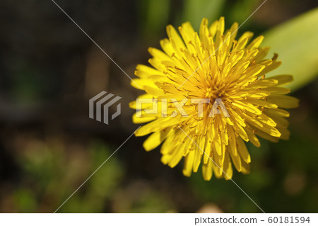 spring flowers, close-up of plants on a sunny day spring flowers, close-up of plants on a sunny day 60181594