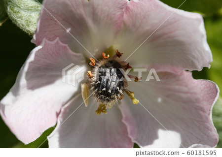 flowering quince in sun spring flowering of trees flowering quince in sun spring flowering of trees 60181595