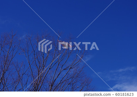 風箏被困在樹枝上 60181623