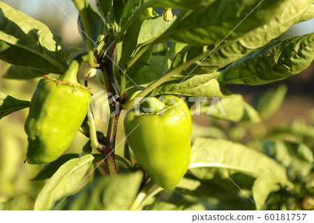 Green bell pepper branch in garden, close up 60181757