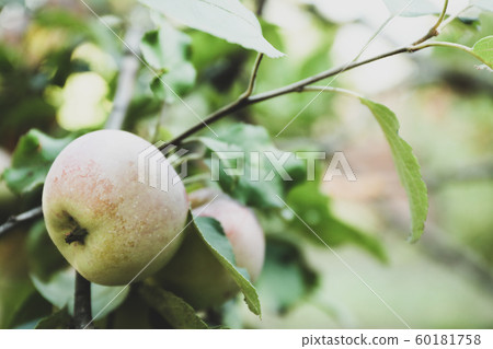 Apple branch in garden. Space for text 60181758