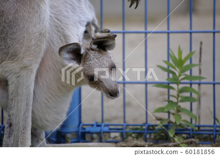 Omuta City Omuta Zoo Kangaroo, Omuta City Omuta Zoo Kangaroo, 60181856