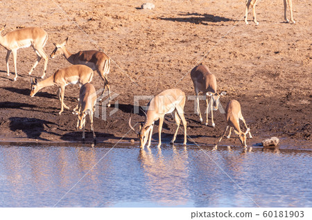 Impalas drinking from a waterhole Impalas drinking from a waterhole 60181903