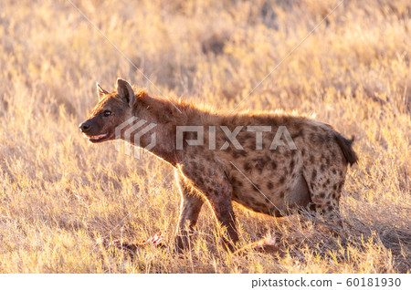 Spotted Hyena with Prey Spotted Hyena with Prey 60181930
