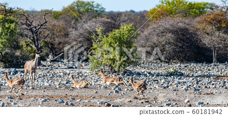 Kudus and Impalas running around a waterhole 60181942