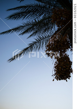 palm trees sunset golden blue sky backlight in 60182021