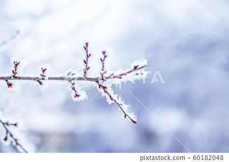 Frozen branches on a blurry background. Very low Frozen branches on a blurry background. Very low 60182048