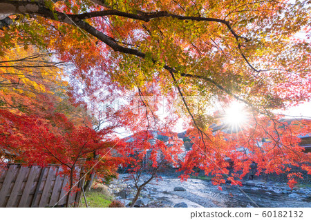 Autumn leaves of Shiobara Onsen Autumn leaves of Shiobara Onsen 60182132