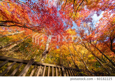 Autumn leaves of Shiobara Onsen Autumn leaves of Shiobara Onsen 60182225