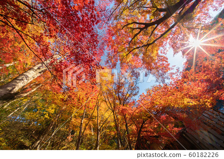 Autumn leaves of Shiobara Onsen Autumn leaves of Shiobara Onsen 60182226