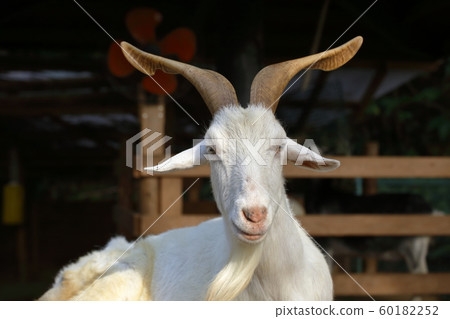 大牟田市大牟田動物園山羊 60182252