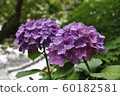 繡球 60182581