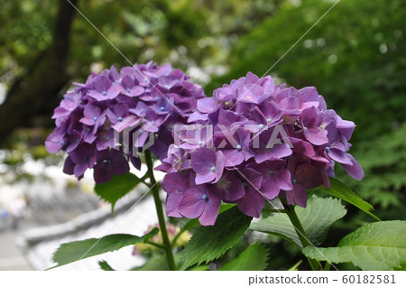 繡球 繡球 60182581