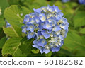 繡球 60182582