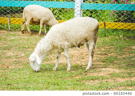 Small baby sheep eating the greass in the zoo in Phu Quoc, Vietnam Small baby sheep eating the greass in the zoo in Phu Quoc, Vietnam 60183440