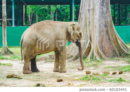 A elephant standing alone in the zoo in daylight in Phu Quoc, Vietnam. A elephant standing alone in the zoo in daylight in Phu Quoc, Vietnam. 60183441