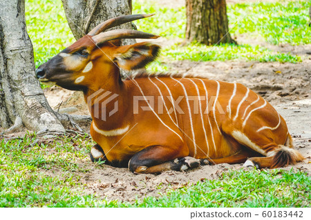 Wild antelope bongos in the zoo in Phu Quoc, Vietnam in daylight Wild antelope bongos in the zoo in Phu Quoc, Vietnam in daylight 60183442