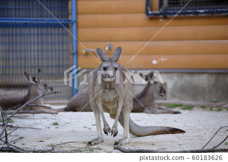 Omuta City Omuta Zoo Kangaroo, 60183626