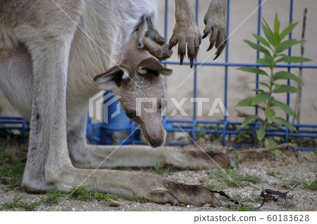 Omuta City Omuta Zoo Kangaroo, 60183628