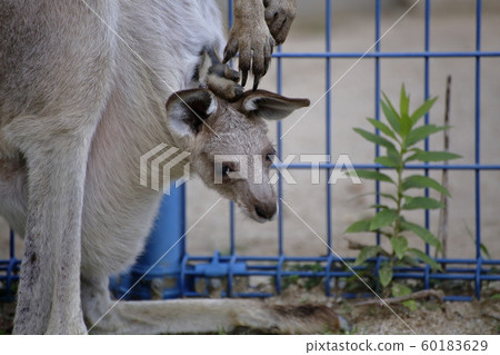 Omuta City Omuta Zoo Kangaroo, 60183629