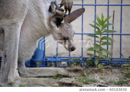 大牟田市大牟田動物園袋鼠, 大牟田市大牟田動物園袋鼠, 60183630