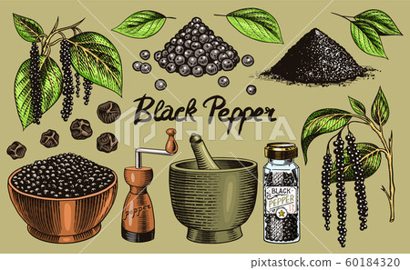 Black pepper set in Vintage style. Mortar and pestle, Allspice or peppercorn, Mill and dried seeds Black pepper set in Vintage style. Mortar and pestle, Allspice or peppercorn, Mill and dried seeds 60184320