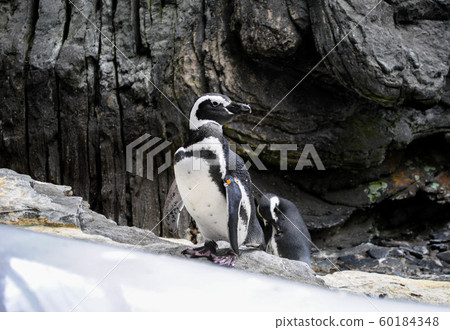 African penguins in the Lisbon Aquarium African penguins in the Lisbon Aquarium 60184348