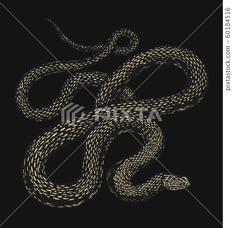 Python in Vintage style on a black background. Serpent or poisonous viper snake. Engraved hand drawn 60184516