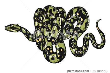 Snake in Vintage style. Serpent cobra or python or poisonous viper. Engraved hand drawn old reptile Snake in Vintage style. Serpent cobra or python or poisonous viper. Engraved hand drawn old reptile 60184530