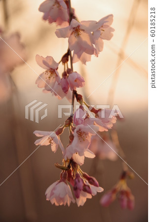 Weeping cherry tree of Chichibu Seiunji 60185218