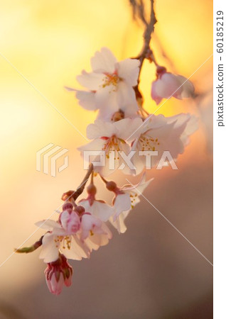 Weeping cherry tree of Chichibu Seiunji 60185219